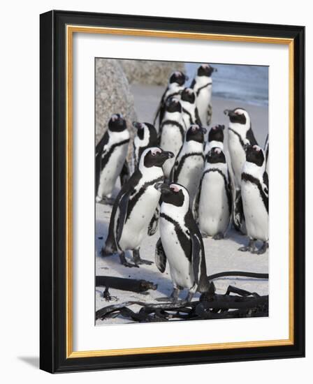 African Penguins (Spheniscus Demersus), Table Mountain National Park, Cape Town, South Africa-Ann & Steve Toon-Framed Photographic Print