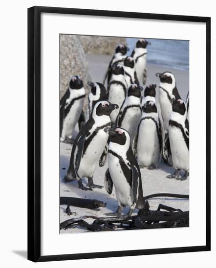 African Penguins (Spheniscus Demersus), Table Mountain National Park, Cape Town, South Africa-Ann & Steve Toon-Framed Photographic Print