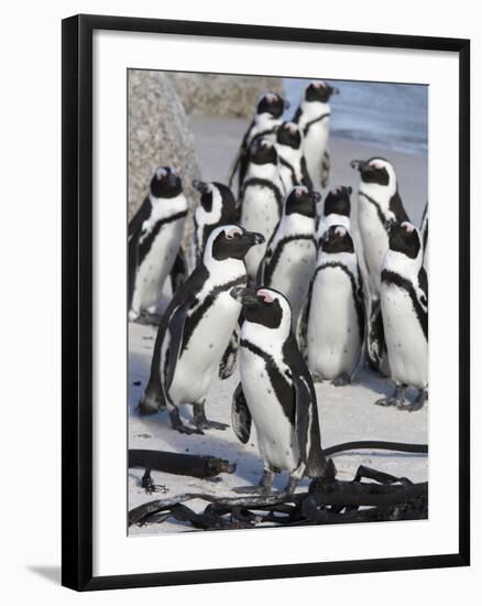 African Penguins (Spheniscus Demersus), Table Mountain National Park, Cape Town, South Africa-Ann & Steve Toon-Framed Photographic Print