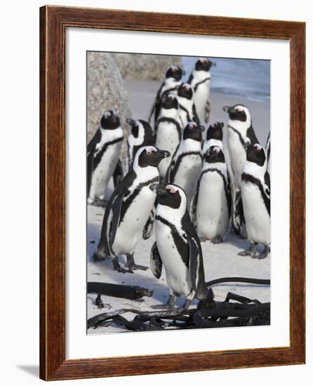 African Penguins (Spheniscus Demersus), Table Mountain National Park, Cape Town, South Africa-Ann & Steve Toon-Framed Photographic Print