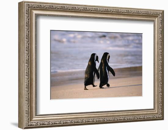 African Penguins-null-Framed Premium Giclee Print