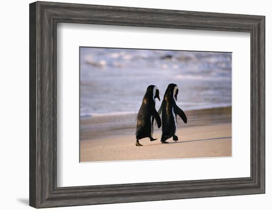 African Penguins-null-Framed Premium Giclee Print