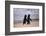 African Penguins-null-Framed Premium Giclee Print