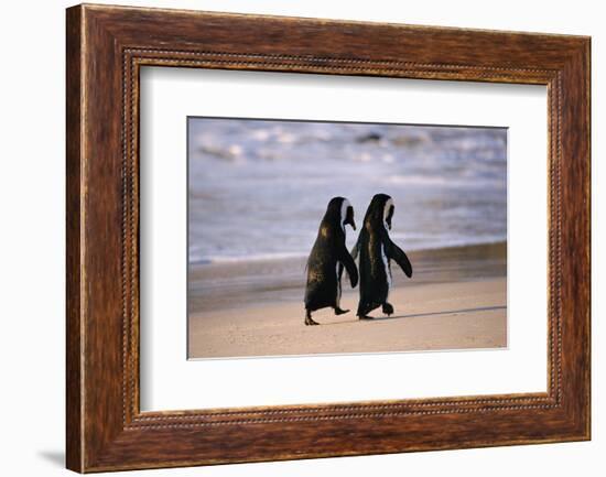 African Penguins-null-Framed Premium Giclee Print