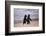 African Penguins-null-Framed Premium Giclee Print