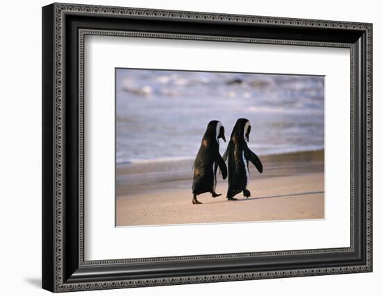 African Penguins-null-Framed Premium Giclee Print