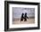 African Penguins-null-Framed Premium Giclee Print