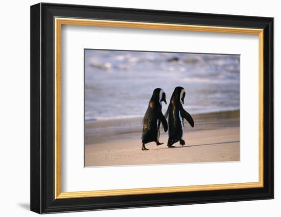 African Penguins-null-Framed Premium Giclee Print