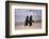 African Penguins-null-Framed Premium Giclee Print