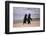 African Penguins-null-Framed Premium Giclee Print