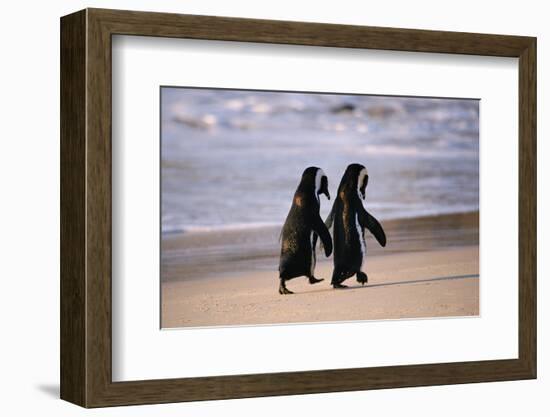 African Penguins-null-Framed Premium Giclee Print