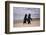 African Penguins-null-Framed Premium Giclee Print