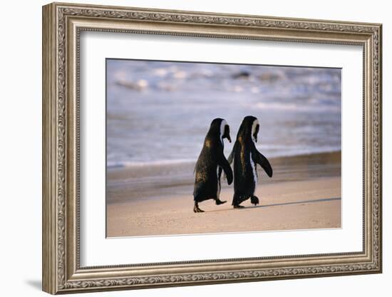 African Penguins-null-Framed Art Print