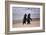 African Penguins-null-Framed Art Print