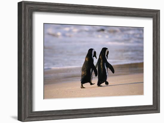 African Penguins-null-Framed Art Print