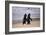 African Penguins-null-Framed Art Print