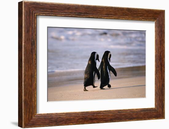 African Penguins-null-Framed Art Print