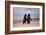 African Penguins-null-Framed Art Print