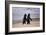 African Penguins-null-Framed Art Print