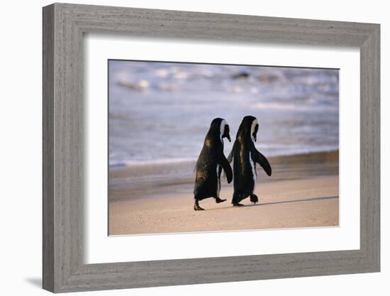 African Penguins-null-Framed Art Print