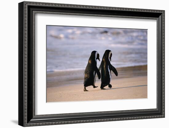 African Penguins-null-Framed Art Print