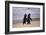 African Penguins-null-Framed Art Print