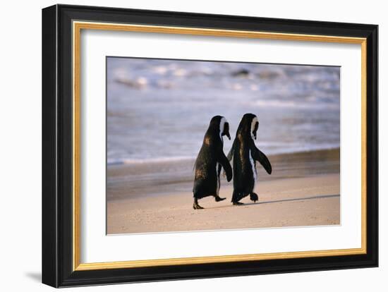 African Penguins--Framed Art Print