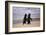 African Penguins-null-Framed Art Print