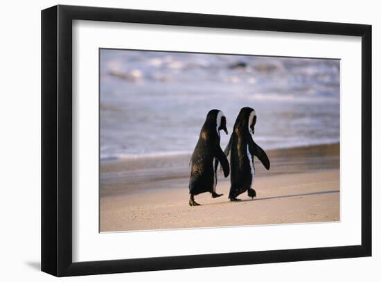 African Penguins-null-Framed Art Print