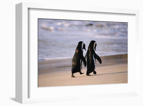 African Penguins-null-Framed Art Print