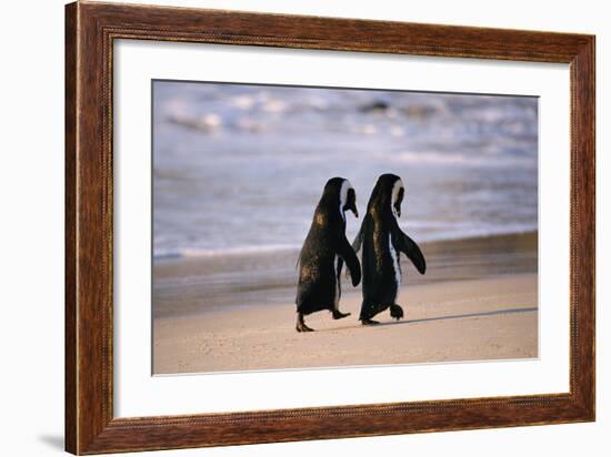 African Penguins-null-Framed Art Print