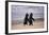 African Penguins-null-Framed Art Print