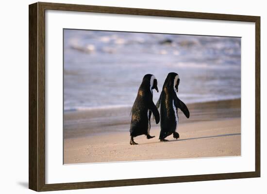 African Penguins-null-Framed Art Print