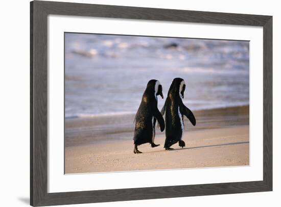 African Penguins-null-Framed Art Print