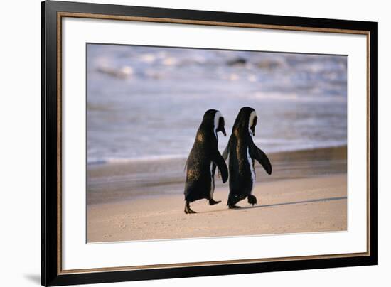 African Penguins-null-Framed Art Print