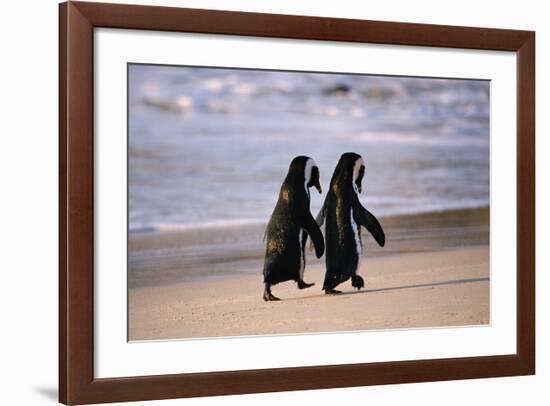 African Penguins-null-Framed Art Print