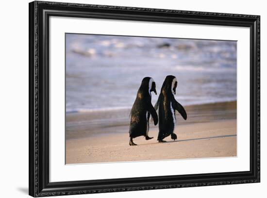 African Penguins-null-Framed Art Print