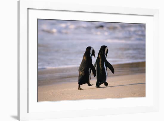 African Penguins-null-Framed Art Print