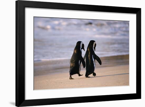 African Penguins-null-Framed Art Print