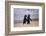 African Penguins-null-Framed Art Print