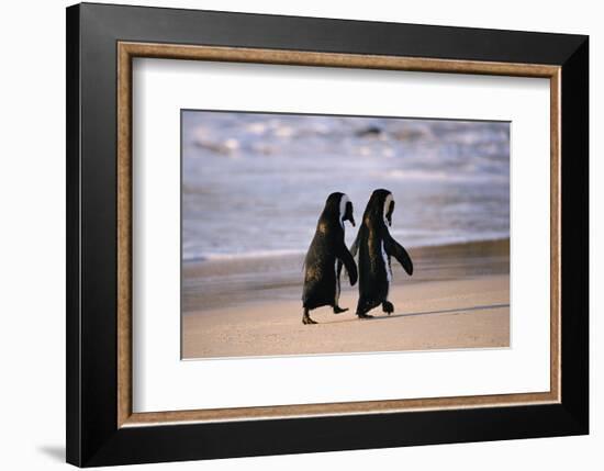 African Penguins-null-Framed Art Print