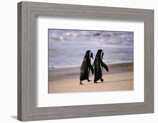 African Penguins-null-Framed Art Print