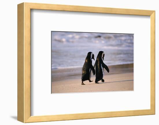 African Penguins-null-Framed Art Print