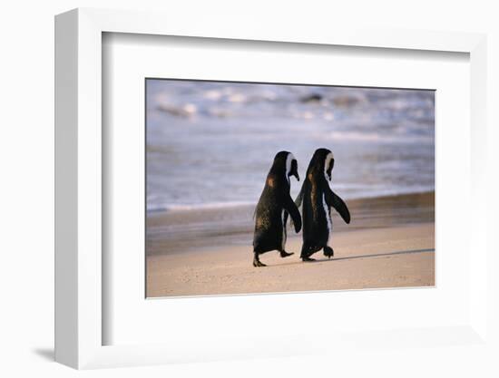 African Penguins-null-Framed Art Print