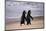 African Penguins-null-Mounted Art Print