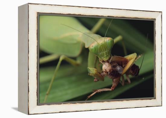 African Praying Mantis Eating a Bug-DLILLC-Framed Premier Image Canvas