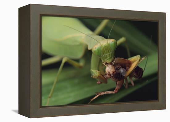 African Praying Mantis Eating a Bug-DLILLC-Framed Premier Image Canvas