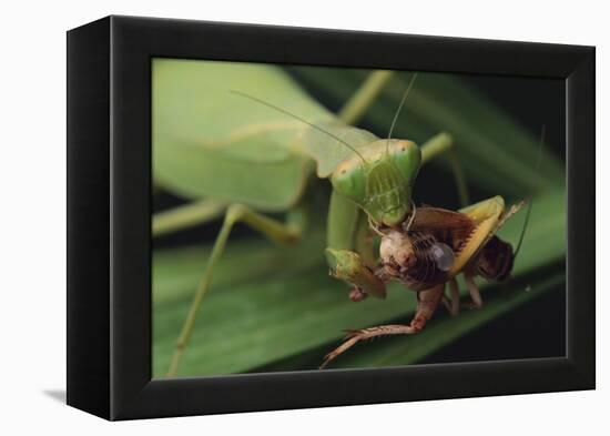 African Praying Mantis Eating a Bug-DLILLC-Framed Premier Image Canvas