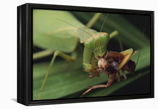 African Praying Mantis Eating a Bug-DLILLC-Framed Premier Image Canvas