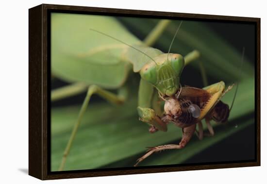 African Praying Mantis Eating a Bug-DLILLC-Framed Premier Image Canvas